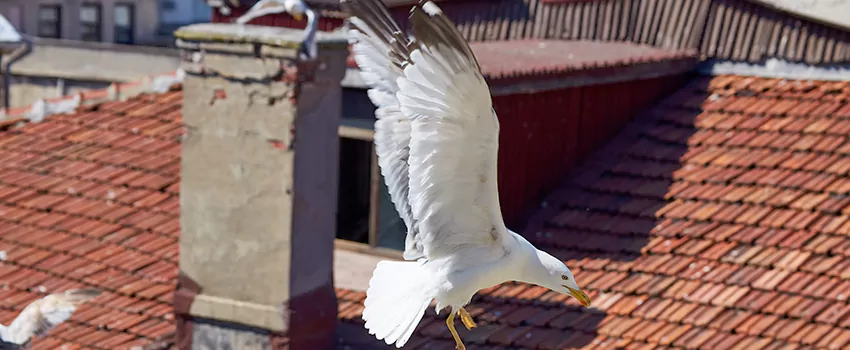 Residential Chimney Animal Removal Solution in Center Point, AL